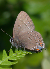Banded Hairstreak